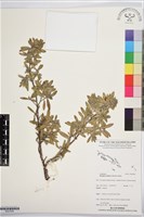 藏品(水芫花)的圖片