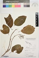 藏品(臭娘子)的圖片