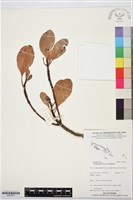 藏品(細蕊紅樹、角果木)的圖片