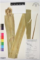 藏品(露兜樹、林投)的圖片