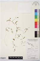 藏品(卵葉鹽藻)的圖片