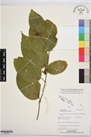 藏品(毛野牡丹)的圖片