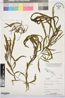 藏品()的圖片