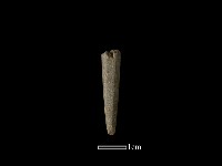 藏品(尖器)的圖片