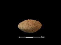 藏品(紡輪)的圖片