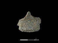 藏品(陶耳)的圖片