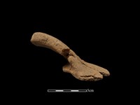 藏品(陶把)的圖片