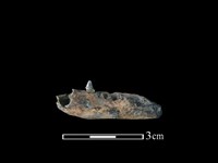 藏品(狗獾骨)的圖片