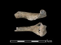 藏品(狗獾骨)的圖片