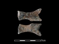 藏品(狗獾骨)的圖片