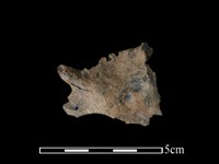 藏品(台灣獼猴骨)的圖片