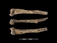 藏品(台灣獼猴骨)的圖片