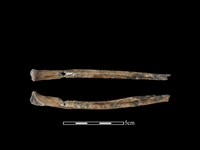 藏品(台灣獼猴骨)的圖片