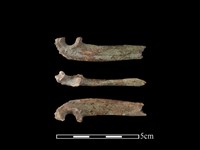 藏品(石虎骨)的圖片