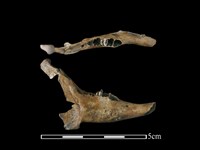 藏品(台灣野兔骨)的圖片