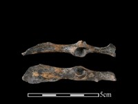 藏品(台灣野兔骨)的圖片