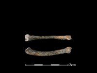 藏品(雉科鳥類骨)的圖片