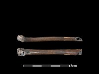 藏品(雉科骨)的圖片