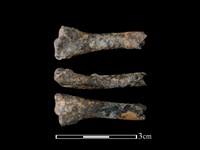 藏品(環頸雉骨)的圖片