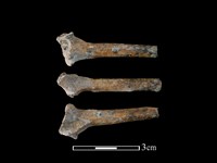 藏品(環頸雉骨)的圖片