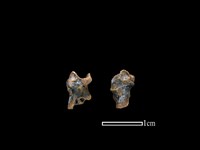 藏品(蛙骨)的圖片