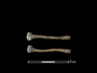 藏品(蛙骨)的圖片