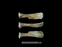 藏品(鼠類骨)的圖片