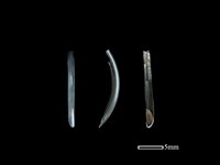 藏品(疑似小黃腹鼠骨)的圖片