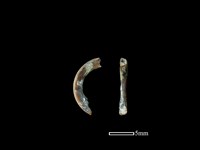 藏品(小黃腹鼠骨)的圖片