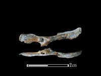 藏品(小黃腹鼠骨)的圖片