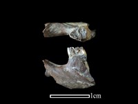 藏品(鬼鼠骨)的圖片