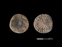 藏品(海豚骨)的圖片