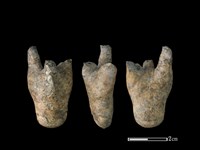 藏品(灰鯖鮫骨)的圖片