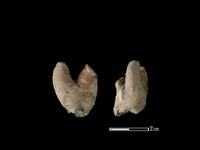 藏品(灰鯖鮫骨)的圖片