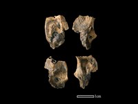 藏品(獐骨)的圖片