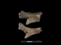 藏品(獐骨)的圖片