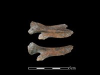 藏品(獐骨)的圖片