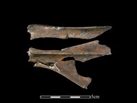 藏品(獐骨)的圖片