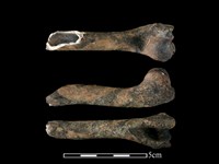 藏品(獐骨)的圖片