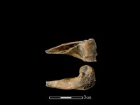 藏品(獐骨)的圖片