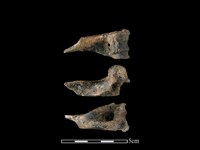 藏品(獐骨)的圖片