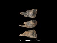 藏品(獐骨)的圖片