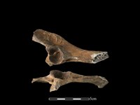 藏品(獐骨)的圖片