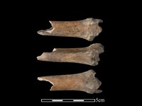 藏品(獐骨)的圖片