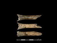 藏品(獐骨)的圖片