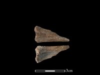 藏品(獐骨)的圖片