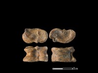 藏品(獐骨)的圖片