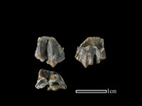 藏品(山羌骨)的圖片