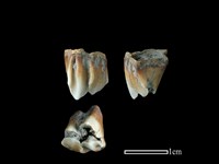 藏品(山羌骨)的圖片