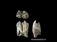 藏品(山羌骨)的圖片